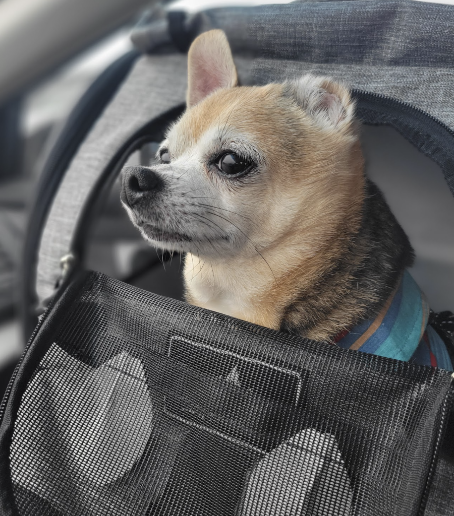 Juno in South Lake Tahoe