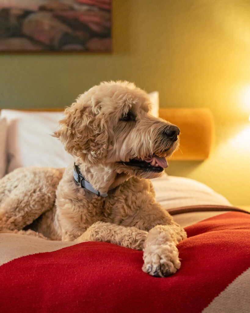 The Dood Winston at Station House Inn