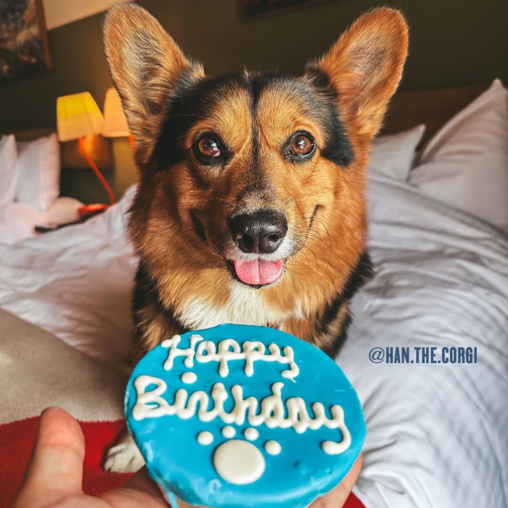 Han the corgi at Station House Inn