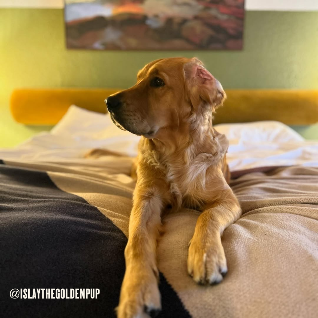 Islay the golden pup at Station House Inn