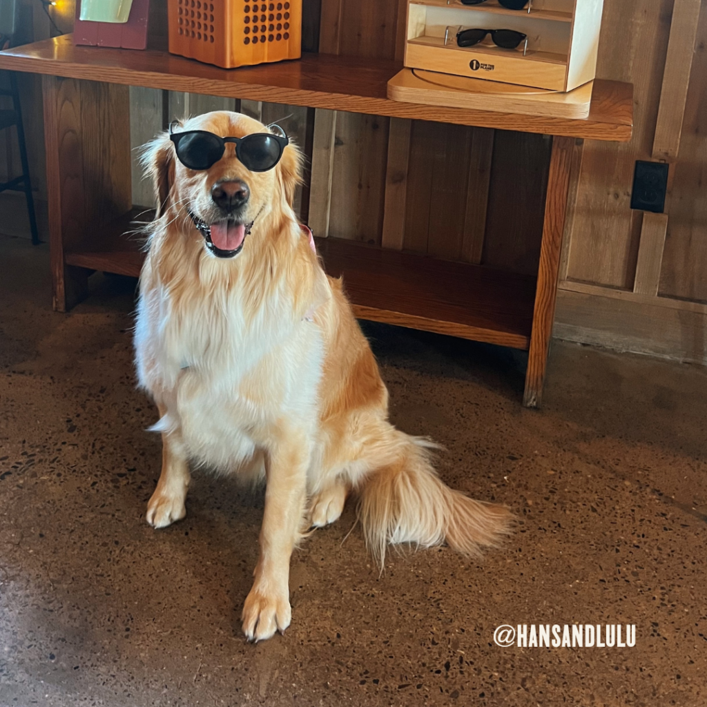 Lulu the dog at Station House Inn