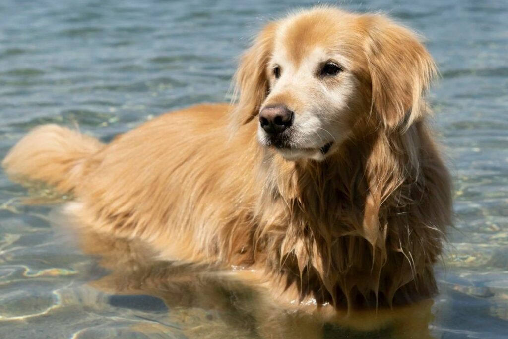 Dog at South Lake Tahoe
