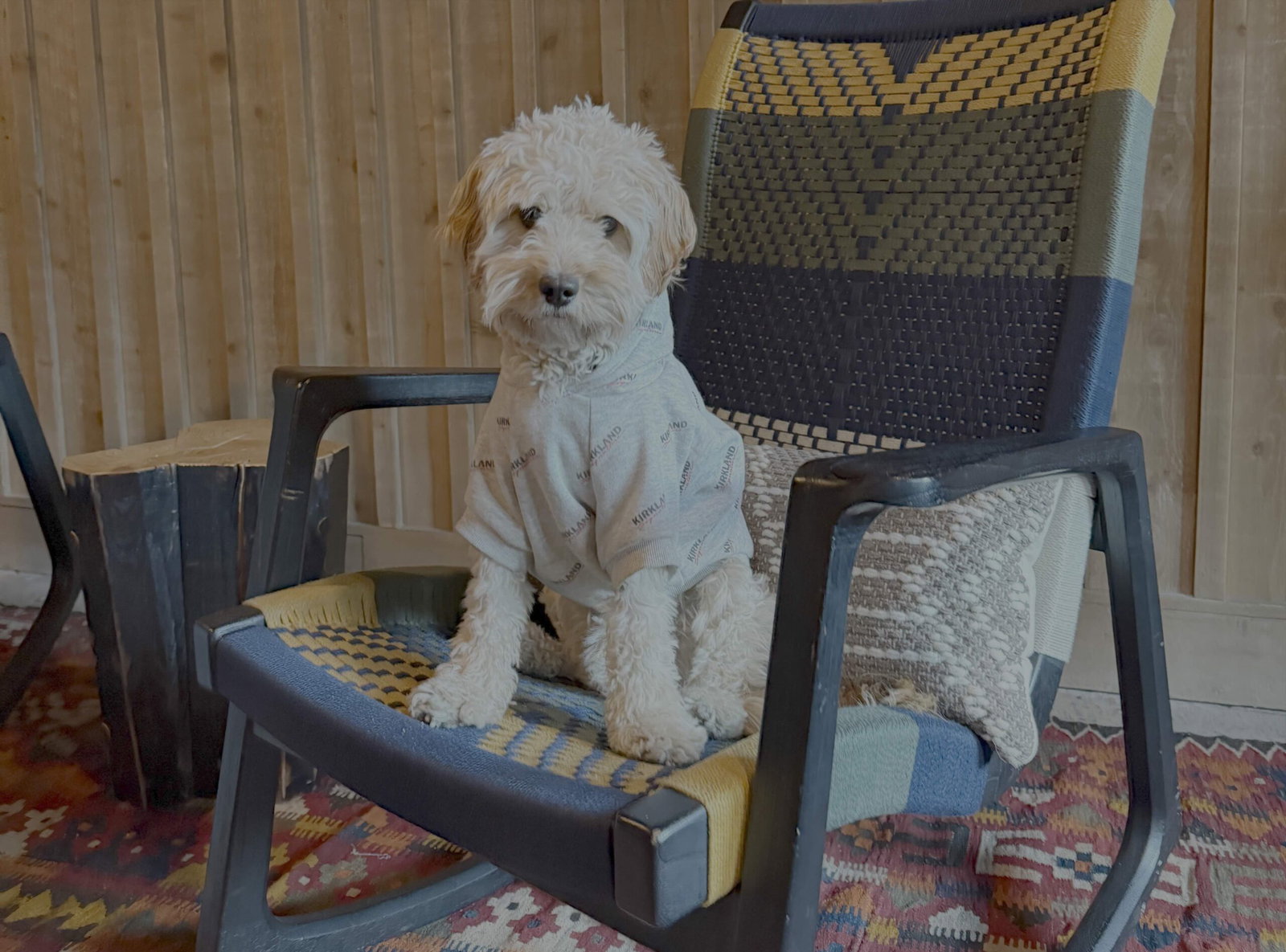 dog sits on a rocking chair at our dog friendly tahoe hotel
