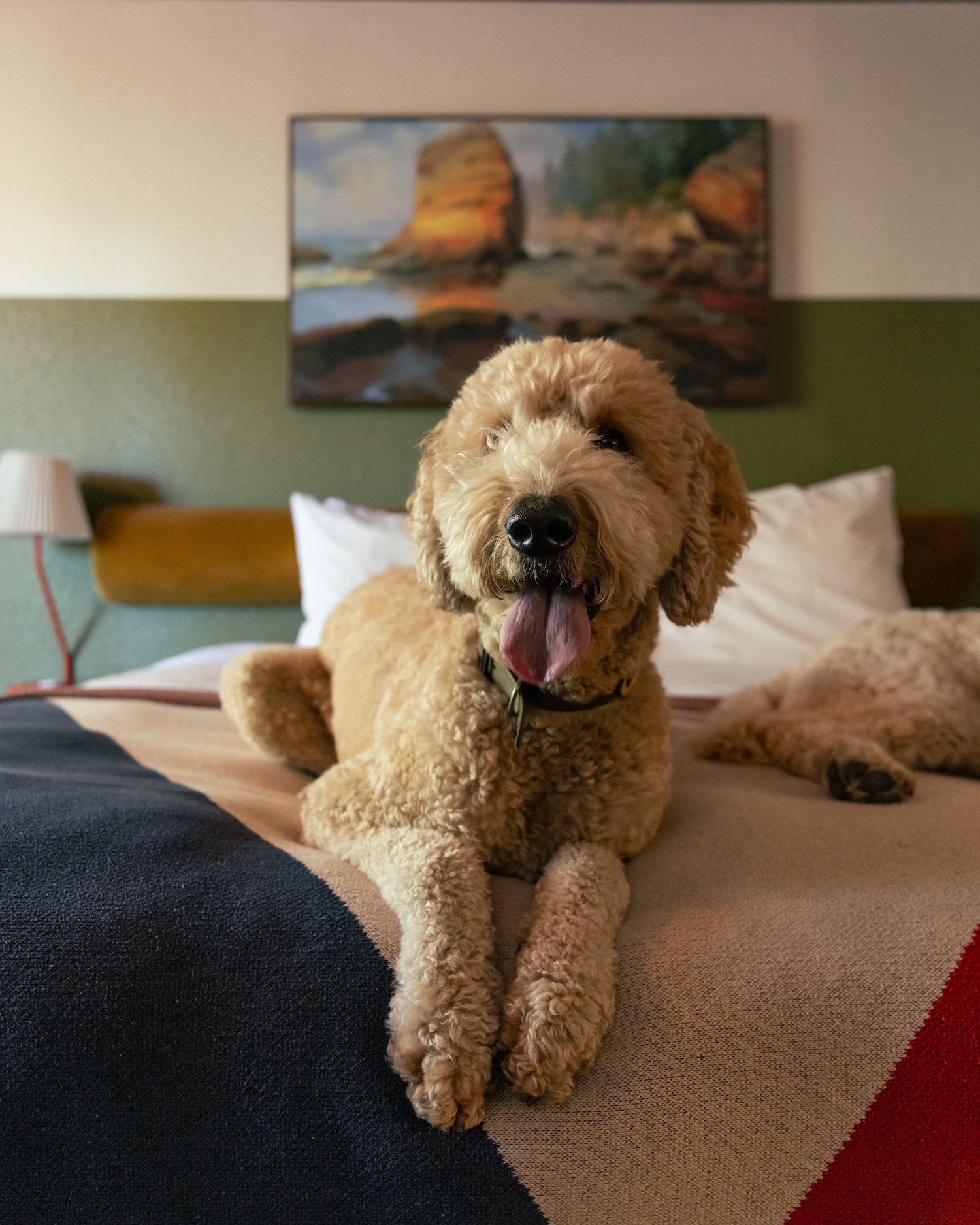 pets stay free promo - dog on bed at station house inn south lake tahoe