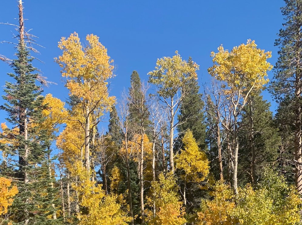 lake tahoe in fall colors hotel deal