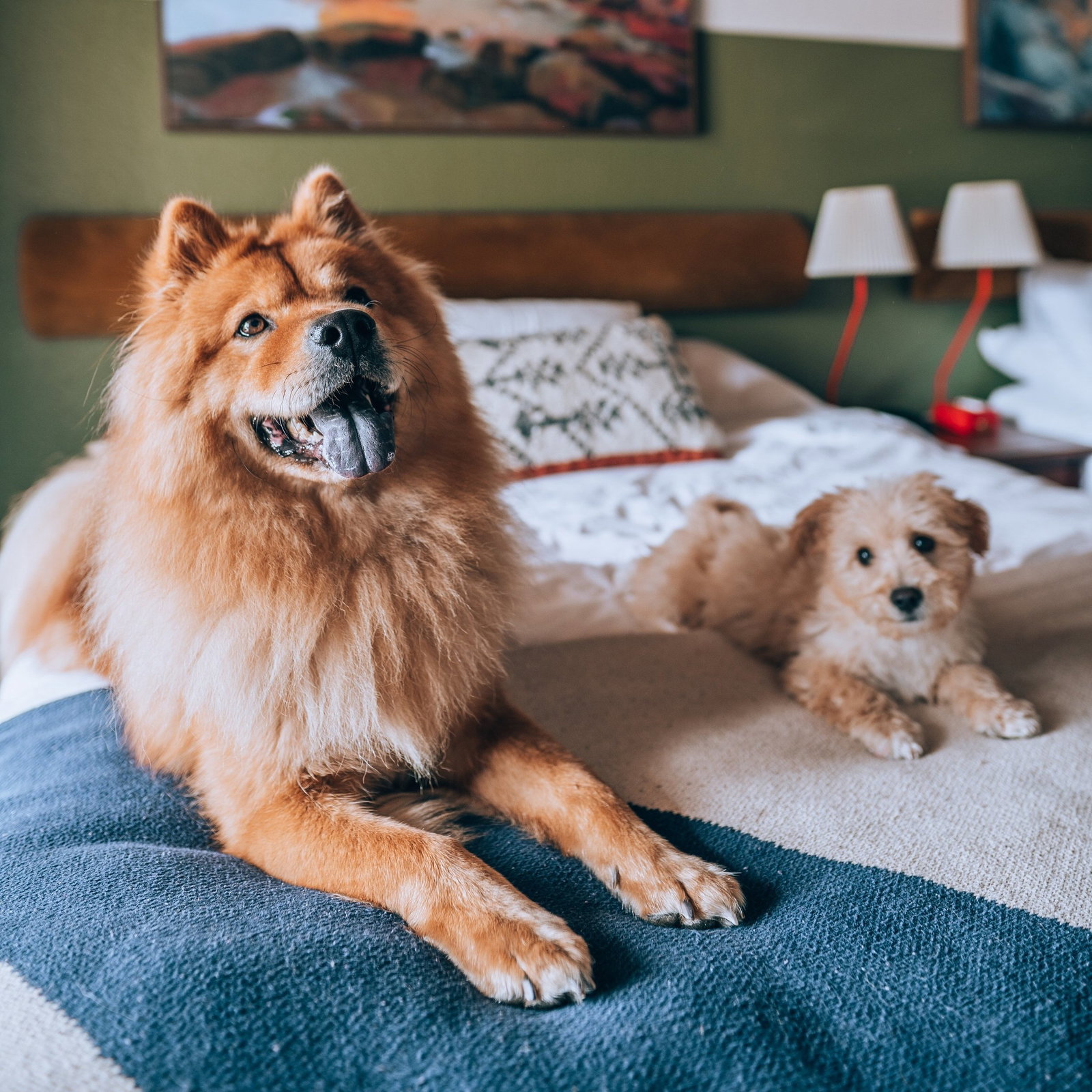 A happy dog at Station House Inn, a dog-friendly hotel in South Lake Tahoe