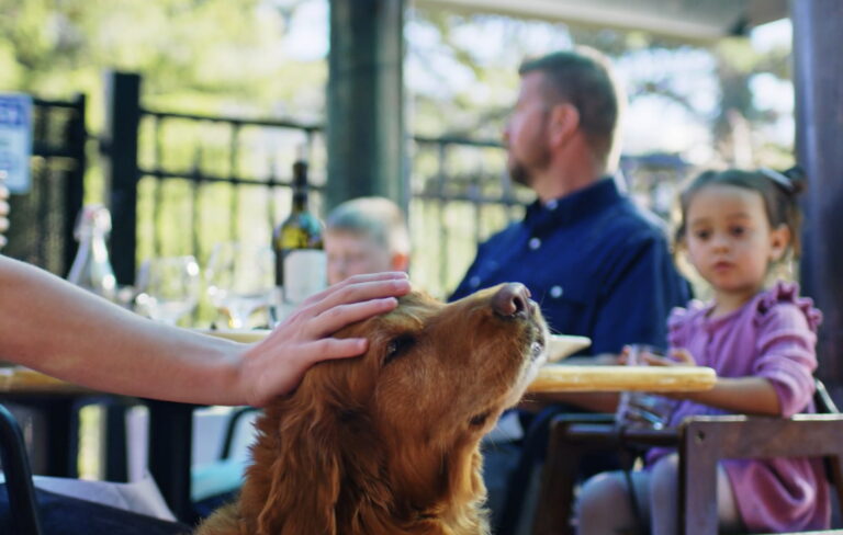 dog-friendly restaurant toulouse in south lake tahoe
