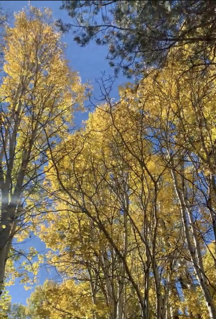 golden aspens in hope valley near lake tahoe in the fally